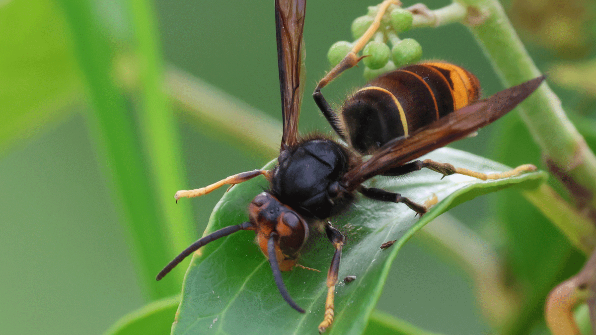 Aziatische hoornaar close-up