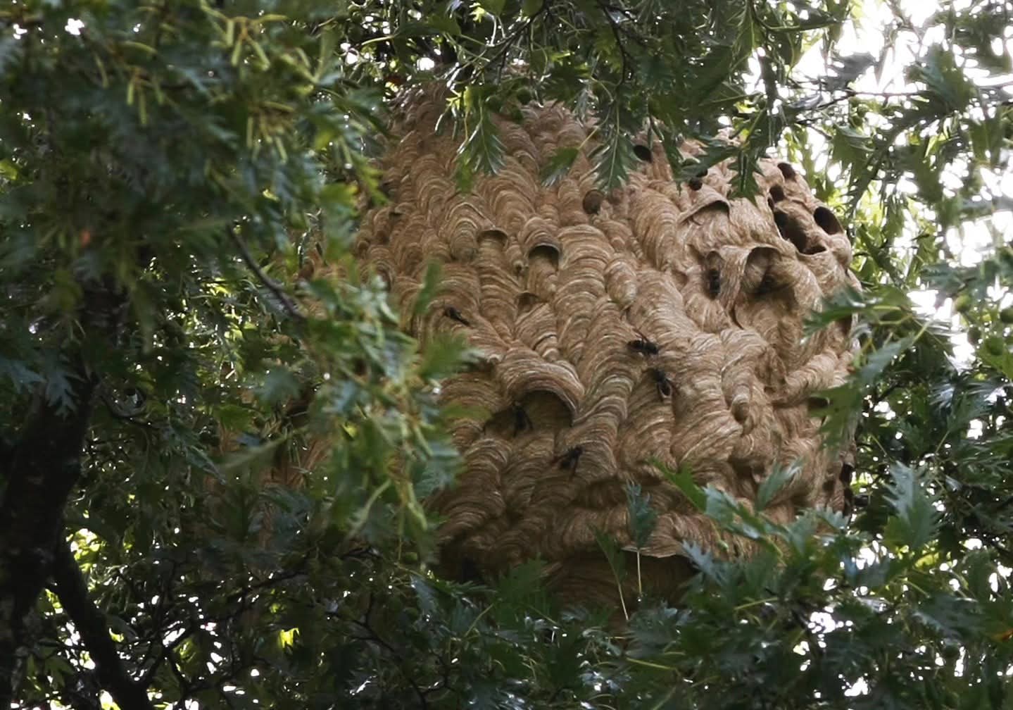Nest in boom