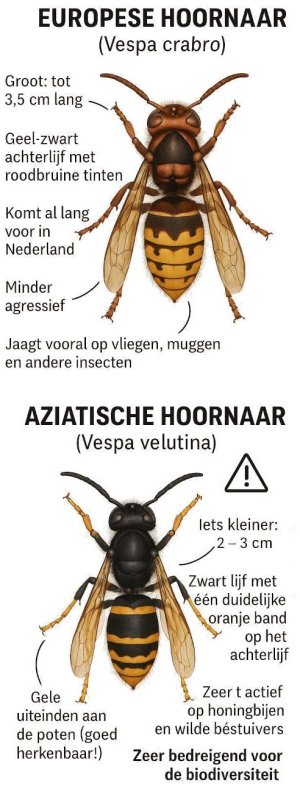 Herkennen Aziatische hoornaar (geelpoot hoornaar)